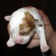 Sunny en su primera semana :D